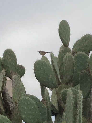 Carpintería los monos